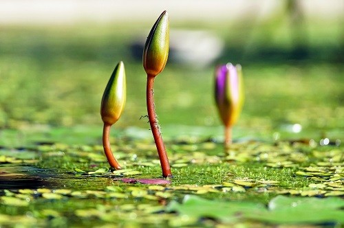 Wasserlilien-Knospe