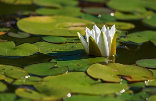 Wasserlilie-Teich